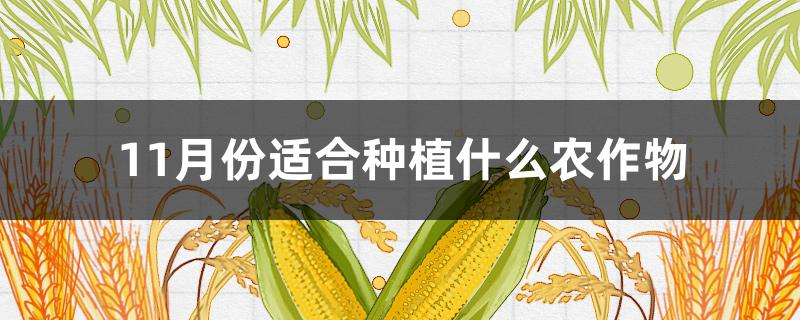 11月份适合种植什么农作物 11月份适合种植什么农作物呢