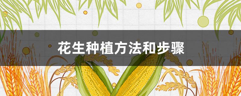 花生种植方法和步骤（花生种植方法和步骤四五月份种什么花生）