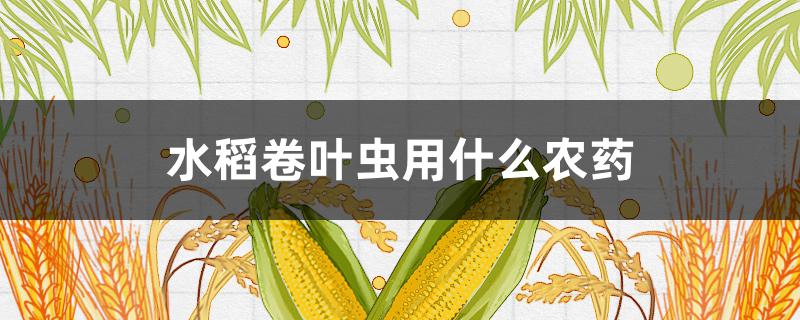 水稻卷叶虫用什么农药 水稻卷叶虫用什么农药防治最好