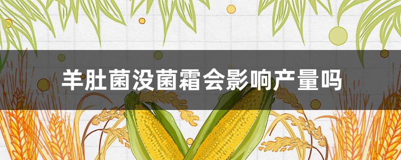 羊肚菌没菌霜会影响产量吗 羊肚菌不长菌霜是怎么回事