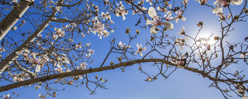 白兰花新芽枯萎怎么办（白兰花的新叶发枯萎怎么回事）