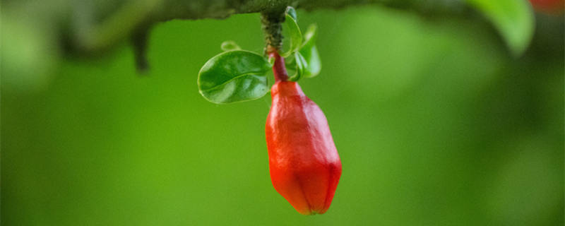 五月的月花是什么（五月花的意思）