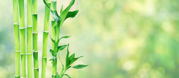 节节高的养殖方法和注意事项（节节高升的养殖方法和注意事项）