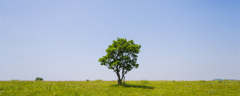 橡皮树多久浇一次水（橡皮树多久浇一次水夏天）