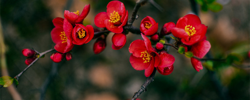 贴梗海棠的修剪方法 贴梗海棠花的修剪图解