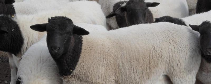 圈养杜泊羊养殖效益，饲草料成本（养殖杜泊羊一年的效益）