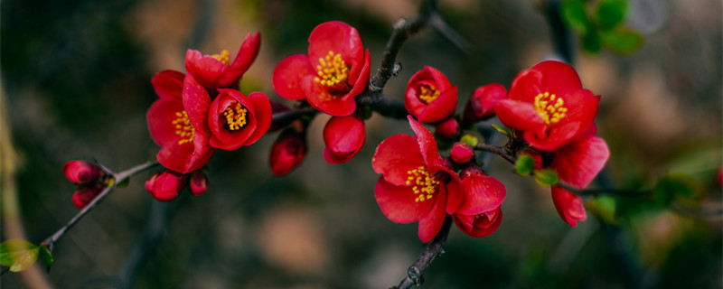 竹节海棠一年开几次花 竹节海棠一年四季都开花吗