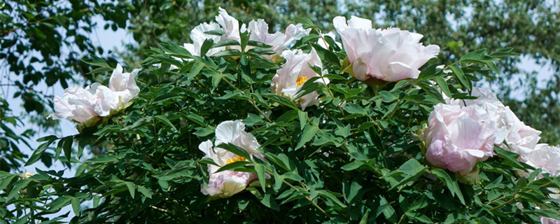 白芍是什么植物 白芍是什么植物提取来的