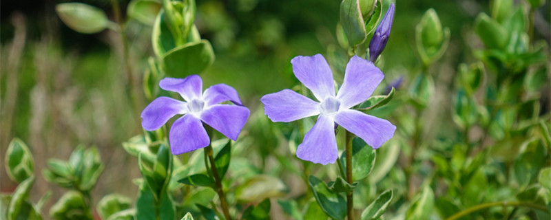 长春花如何播种（长春花的播种繁殖方法）