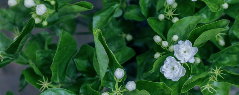 栀子花的寓意 栀子花的花语