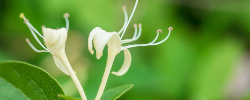 金银花的花朵为了什么变色 金银花的花朵是为了什么会变色