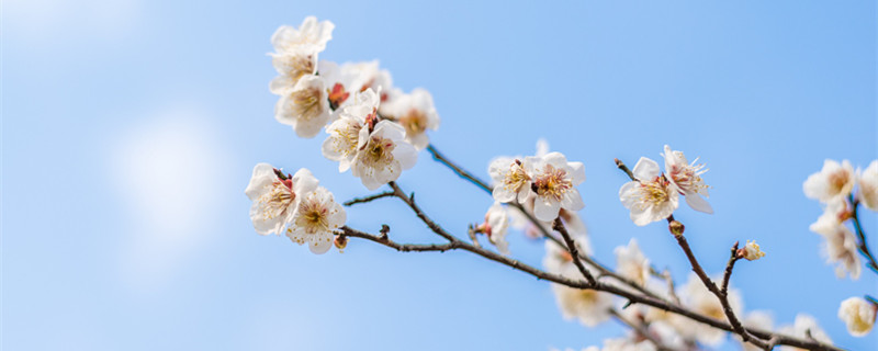 雀梅鲜切花如何养护（雀梅鲜花怎么养）