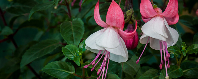 灯笼花怎么养（灯笼花怎么养活）