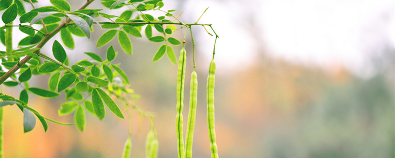 皂荚树与皂角树区别 皂荚树和皂角树的区别