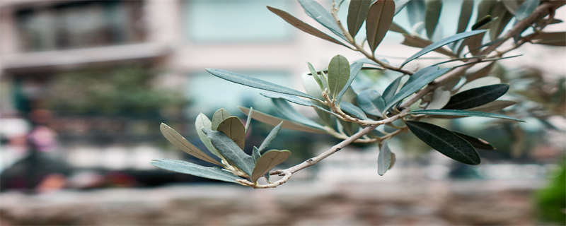 橄榄枝象征着什么意义 向对方抛出了橄榄枝象征着什么意义