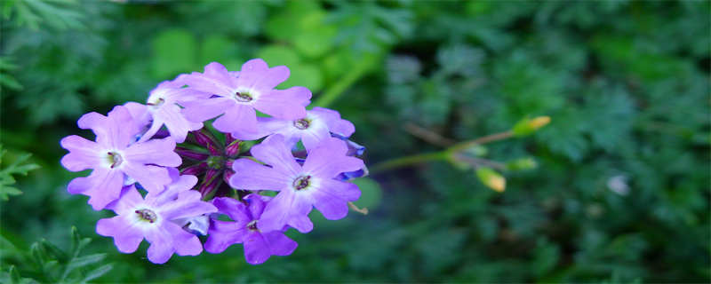 紫花地丁挖回来怎么处理（紫花地丁怎么晒干）