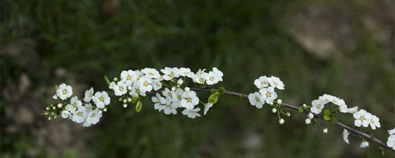 小手球花是什么植物（小手球花百科）