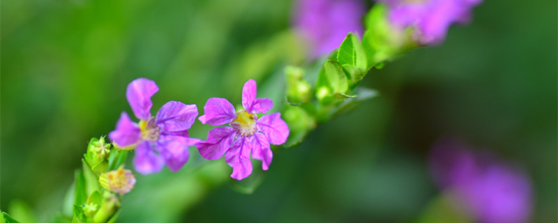 紫萼距花有毒吗（紫荊花有毒吗）