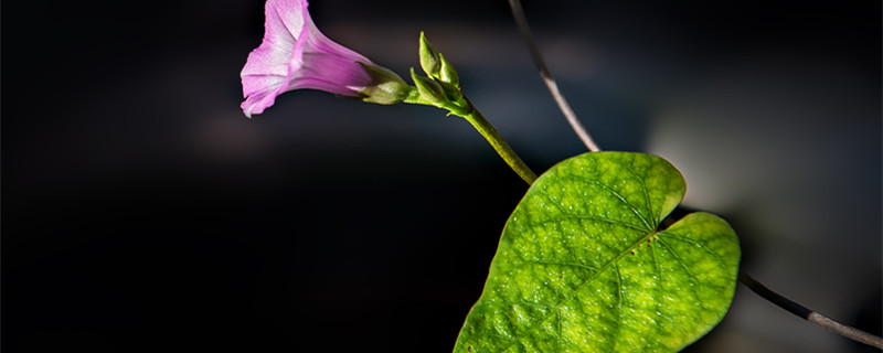 牵牛花的花语 牵牛花的花语是什么