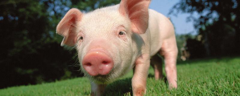 三十二种常见的猪病 三十二种常见的猪病英文缩写