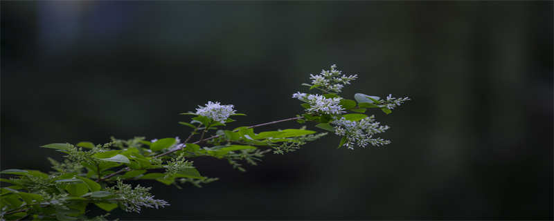 九里香花有毒吗（九里香花有毒吗可以室内养吗）