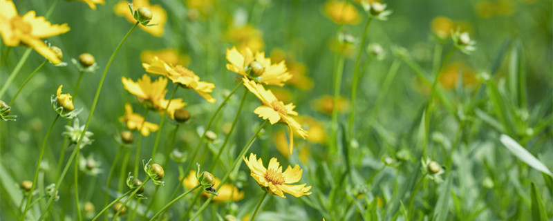 千里光是野菊花吗（菊科植物千里光）