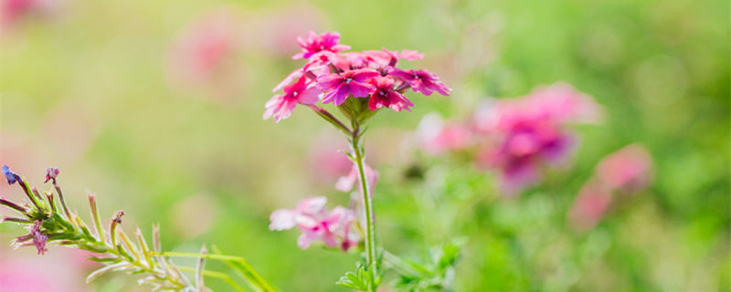 龙吐珠一年四季都开花吗 龙吐珠花什么季节开花