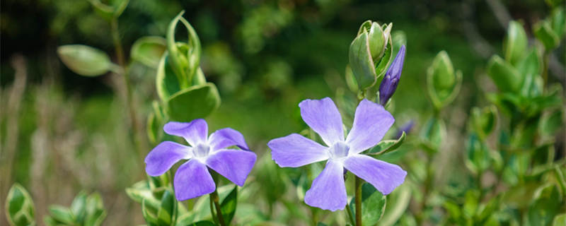 长春花花语 长春花花语象征与寓意