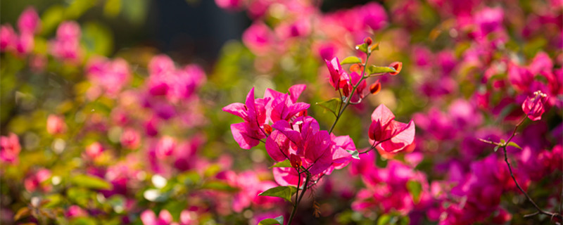 杜鹃花为什么是禁花（杜鹃花有什么忌讳）