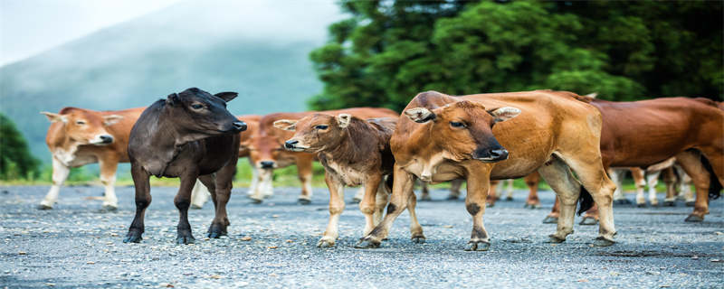 牛的养殖技术 金沙牛的养殖技术