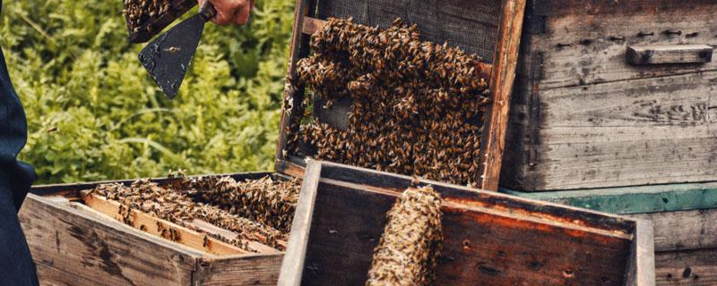蜜蜂吃饱一次能维持多少天 蜜蜂多久喂一次糖