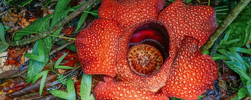 食人花真的会吃人吗 食人花真的会吃人吗视频