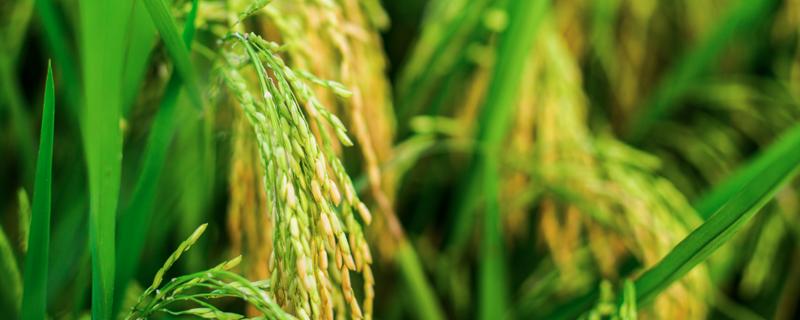 水稻钻心虫防治时间及方法 水稻钻心虫危害症状
