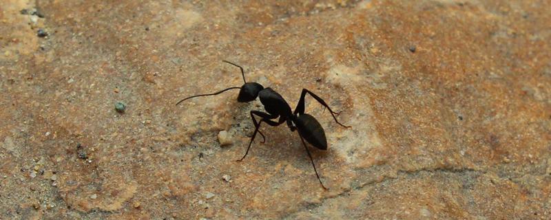 蚂蚁多久繁殖一次 蚂蚁繁殖有多快