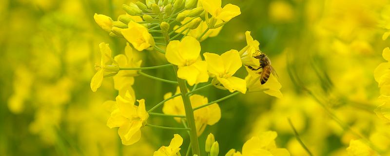 直播油菜什么时候施肥 油菜直播施什么底肥