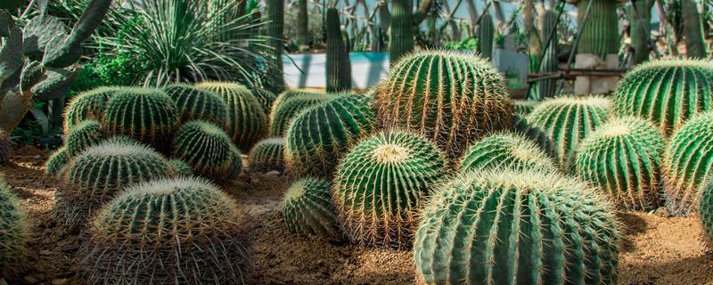 玉翁怎么繁殖小球 玉翁怎么繁殖小球视频