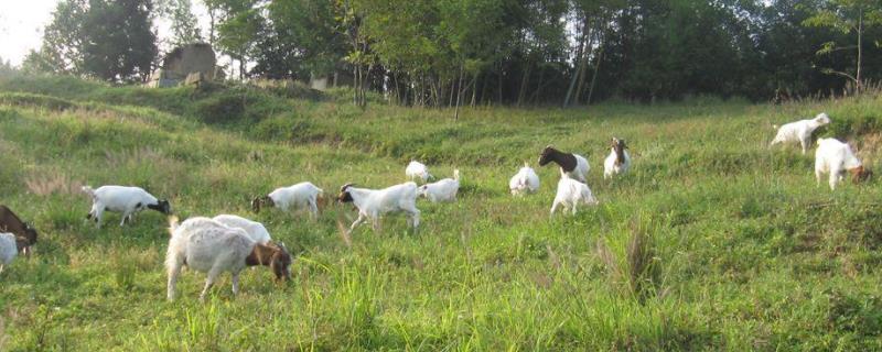 夏季养羊要做好八点，注意防病治病 春季养羊需要预防什么病