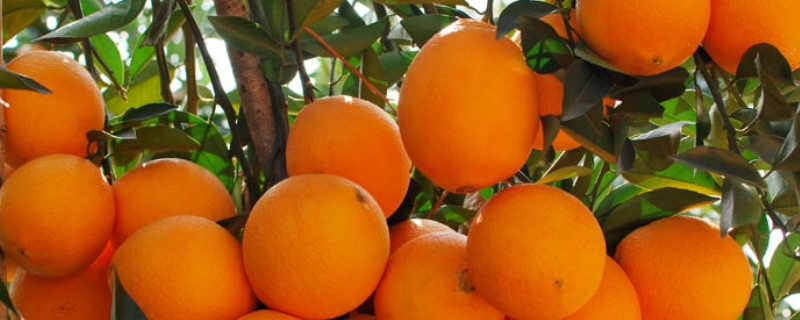 赣南脐橙怎么种植，有哪些种植要点 赣州市脐橙种植分布地