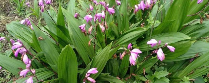 紫花白芨种苗的价格，附其种植前景（白芨种苗价钱）