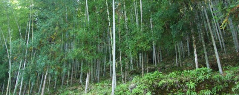 毛竹在北方可以种植吗 毛竹在北方可以种植吗吗