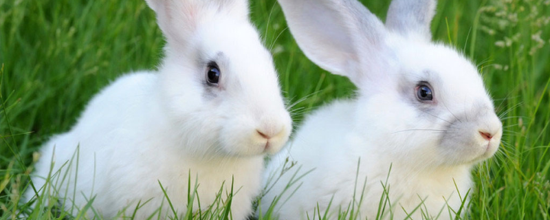 小白兔的养殖方法，这五点是关键 小白兔该怎么养?