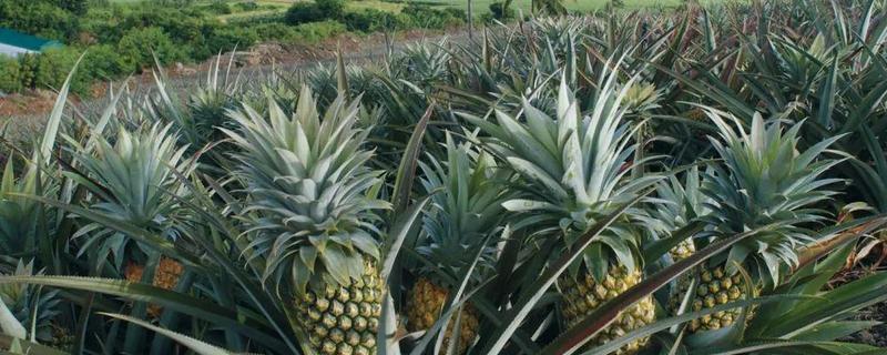 哪些水果适合夏季种，附种植要点 夏季适合种什么水果苗