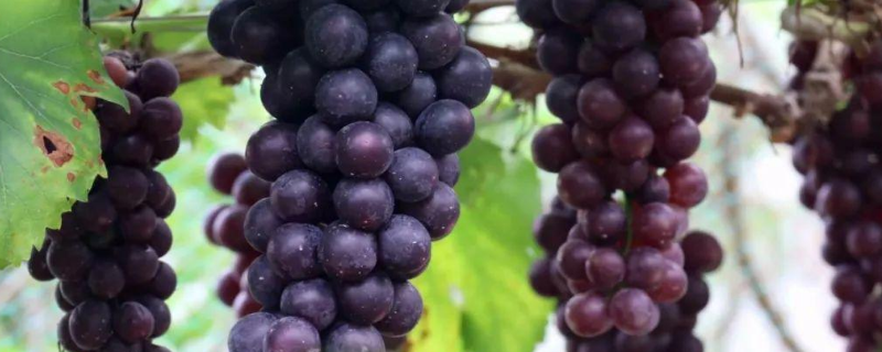 巨峰葡萄怎么栽培，注意做好这几点 巨峰葡萄的优缺点及栽培技术