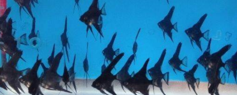 墨燕鱼可以怎么养殖，这三点是关键 热带鱼墨燕怎样饲养