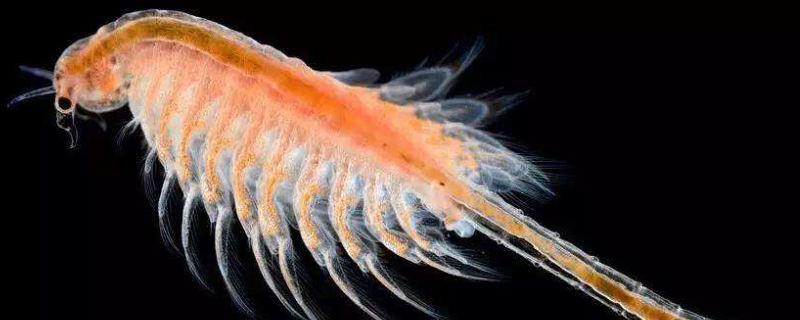 丰年虾怎么孵化，休眠卵寿命有多长 丰年虾卵孵化后能活多久