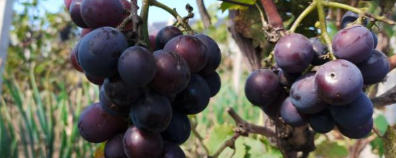 南方葡萄怎么种植，有哪些技术要点（葡萄能在南方种植吗）