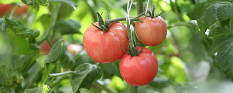 7月适合种什么菜，种植时要注意什么（7月份适合种植什么菜）