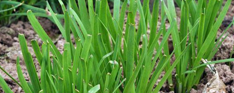 韭菜的过冬方法，韭菜的种植方法（韭菜怎样种植方法如下）