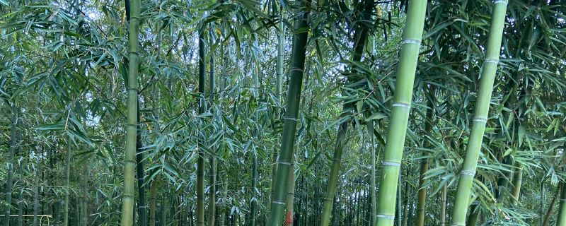 雷竹怎么种植，有哪些生长习性 雷竹栽培技术