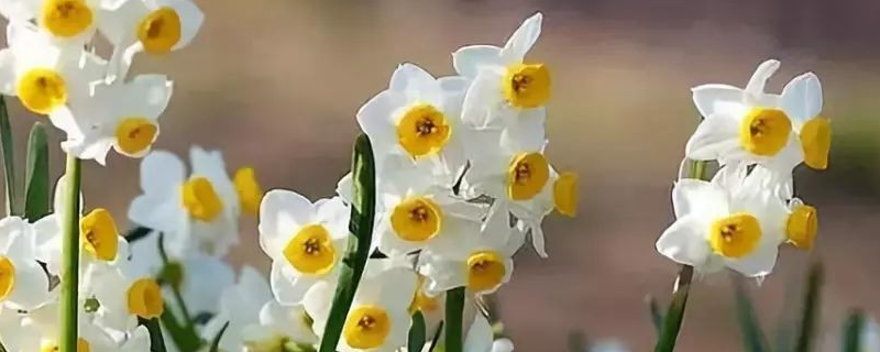 土培水仙花怎么养，附其生长习性 水仙花的土培